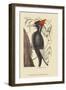 Large White Billed Woodpecker-Mark Catesby-Framed Art Print