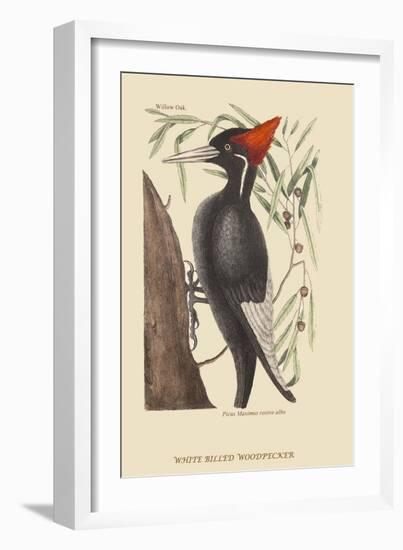Large White Billed Woodpecker-Mark Catesby-Framed Art Print