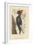 Large White Billed Woodpecker-Mark Catesby-Framed Art Print