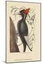 Large White Billed Woodpecker-Mark Catesby-Mounted Art Print