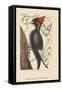 Large White Billed Woodpecker-Mark Catesby-Framed Stretched Canvas