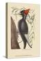 Large White Billed Woodpecker-Mark Catesby-Stretched Canvas