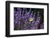 Large white butterfly feeding on lavender in garden, UK-Ernie Janes-Framed Photographic Print