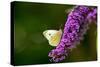 Large White Butterfly on Lilac-null-Stretched Canvas