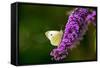 Large White Butterfly on Lilac-null-Framed Stretched Canvas