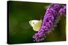 Large White Butterfly on Lilac-null-Stretched Canvas