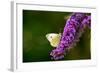 Large White Butterfly on Lilac-null-Framed Photographic Print