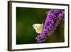 Large White Butterfly on Lilac-null-Framed Photographic Print