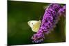 Large White Butterfly on Lilac-null-Mounted Photographic Print