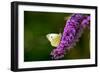 Large White Butterfly on Lilac-null-Framed Photographic Print