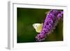 Large White Butterfly on Lilac-null-Framed Photographic Print