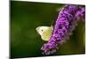 Large White Butterfly on Lilac-null-Mounted Photographic Print