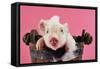 Large White Cross Piglet in Bucket with Bubbles-null-Framed Stretched Canvas