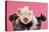 Large White Cross Piglet in Bucket with Bubbles-null-Stretched Canvas