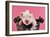 Large White Cross Piglet in Bucket with Bubbles-null-Framed Photographic Print