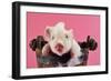 Large White Cross Piglet in Bucket with Bubbles-null-Framed Photographic Print