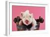 Large White Cross Piglet in Bucket with Bubbles-null-Framed Photographic Print