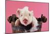 Large White Cross Piglet in Bucket with Bubbles-null-Mounted Photographic Print