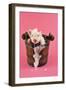 Large White Cross Piglet in Bucket with Bubbles-null-Framed Photographic Print