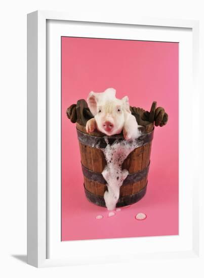 Large White Cross Piglet in Bucket with Bubbles-null-Framed Photographic Print
