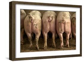 Large White Pigs Rear View, Showing Curly Tails-null-Framed Photographic Print