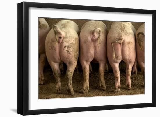 Large White Pigs Rear View, Showing Curly Tails-null-Framed Photographic Print