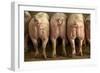 Large White Pigs Rear View, Showing Curly Tails-null-Framed Photographic Print