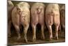 Large White Pigs Rear View, Showing Curly Tails-null-Mounted Photographic Print