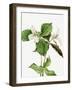 Large White Trillium-Mary Vaux Walcott-Framed Photographic Print