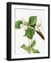 Large White Trillium-Mary Vaux Walcott-Framed Photographic Print