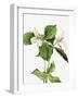 Large White Trillium-Mary Vaux Walcott-Framed Photographic Print