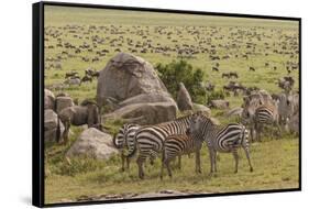Large wildebeest herd and Burchell's zebras during migration, SerengetiNP, Tanzania, Africa-Adam Jones-Framed Stretched Canvas