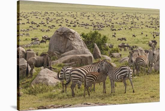Large wildebeest herd and Burchell's zebras during migration, SerengetiNP, Tanzania, Africa-Adam Jones-Stretched Canvas