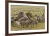 Large wildebeest herd and Burchell's zebras during migration, SerengetiNP, Tanzania, Africa-Adam Jones-Framed Photographic Print