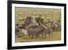 Large wildebeest herd and Burchell's zebras during migration, SerengetiNP, Tanzania, Africa-Adam Jones-Framed Photographic Print