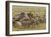 Large wildebeest herd and Burchell's zebras during migration, SerengetiNP, Tanzania, Africa-Adam Jones-Framed Photographic Print