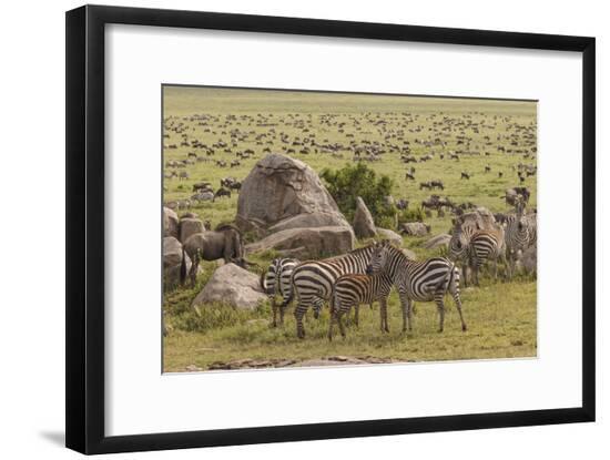 Large wildebeest herd and Burchell's zebras during migration, SerengetiNP, Tanzania, Africa-Adam Jones-Framed Photographic Print