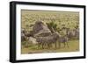 Large wildebeest herd and Burchell's zebras during migration, SerengetiNP, Tanzania, Africa-Adam Jones-Framed Photographic Print