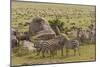 Large wildebeest herd and Burchell's zebras during migration, SerengetiNP, Tanzania, Africa-Adam Jones-Mounted Photographic Print