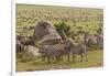 Large wildebeest herd and Burchell's zebras during migration, SerengetiNP, Tanzania, Africa-Adam Jones-Framed Photographic Print