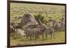 Large wildebeest herd and Burchell's zebras during migration, SerengetiNP, Tanzania, Africa-Adam Jones-Framed Photographic Print