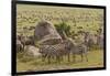 Large wildebeest herd and Burchell's zebras during migration, SerengetiNP, Tanzania, Africa-Adam Jones-Framed Photographic Print