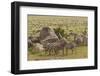 Large wildebeest herd and Burchell's zebras during migration, SerengetiNP, Tanzania, Africa-Adam Jones-Framed Photographic Print