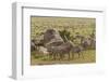 Large wildebeest herd and Burchell's zebras during migration, SerengetiNP, Tanzania, Africa-Adam Jones-Framed Photographic Print