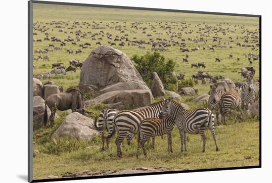 Large wildebeest herd and Burchell's zebras during migration, SerengetiNP, Tanzania, Africa-Adam Jones-Mounted Photographic Print