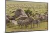 Large wildebeest herd and Burchell's zebras during migration, SerengetiNP, Tanzania, Africa-Adam Jones-Mounted Photographic Print