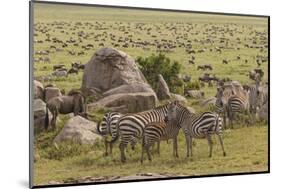 Large wildebeest herd and Burchell's zebras during migration, SerengetiNP, Tanzania, Africa-Adam Jones-Mounted Photographic Print