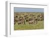 Large wildebeest herd during migration, Serengeti National Park, Tanzania, Africa-Adam Jones-Framed Photographic Print