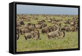 Large wildebeest herd during migration, Serengeti National Park, Tanzania, Africa-Adam Jones-Framed Stretched Canvas