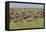 Large wildebeest herd during migration, Serengeti National Park, Tanzania, Africa-Adam Jones-Framed Stretched Canvas